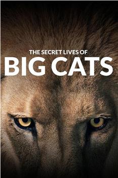 The Secret Lives of Big Cats在线观看和下载