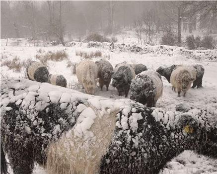 Herd在线观看和下载