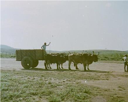 Carro de Bois在线观看和下载