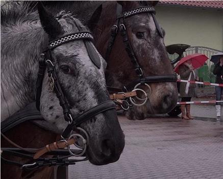 Like Horses Standing in the Rain在线观看和下载