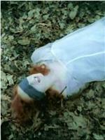 Tori Amos - The Complete Videos 1991-1998在线观看和下载