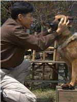 导盲犬诞生物语在线观看和下载