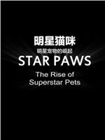 明星猫咪在线观看和下载