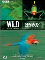 Andes to Amazon在线观看和下载