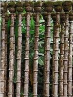 Great Gardens: Edward James, Las Pozas, Mexico在线观看和下载