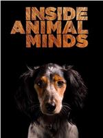 Inside Animal Minds: Dogs & Super Senses在线观看和下载