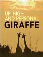 Giraffe Up High and Personal在线观看和下载