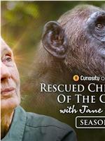 Rescued Chimpanzees of the Congo with Jane Goodall Season 2在线观看和下载