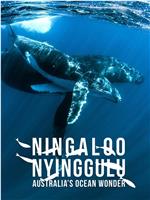 Ningaloo: Australia's Ocean Wonder Season 1在线观看和下载