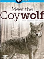 Nature: Meet the Coy-wolf在线观看和下载